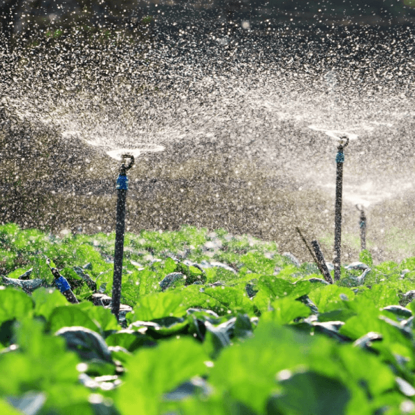 Sprinkler System